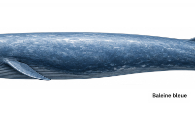 Baleine bleue ou Rorqual bleu (Balaenoptera musculus)